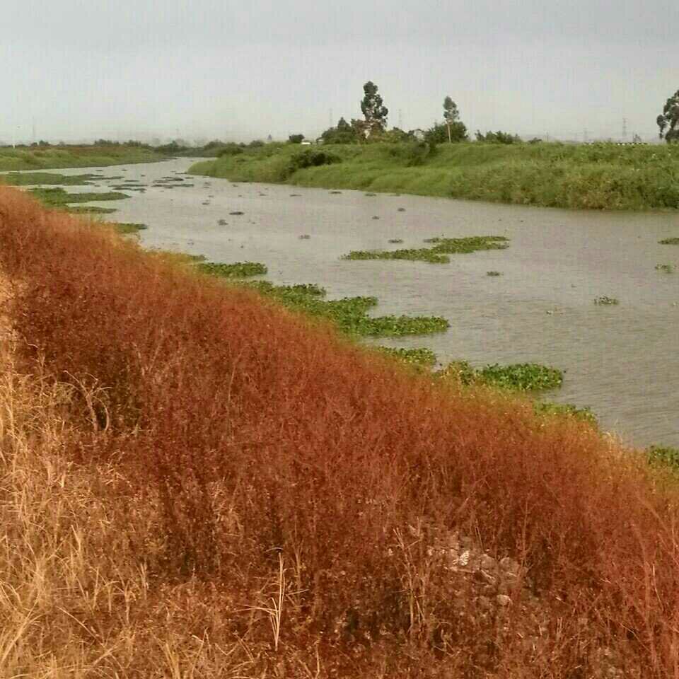 潼湖湿地通往卡丁车的小河