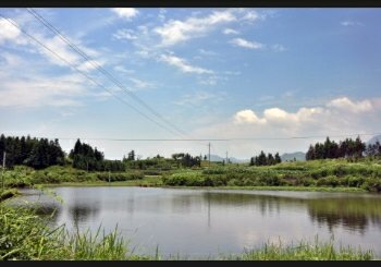 埝洼小集子鱼池