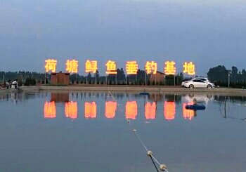 荷塘鲟鱼垂钓基地
