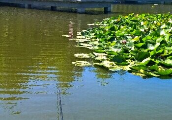 华明镇莲花池