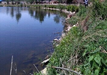 东新庄鱼塘
