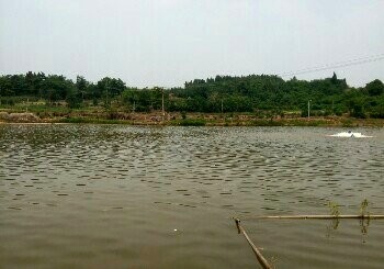 白马三叉河钓场