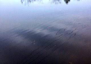 放心恰生态农庄