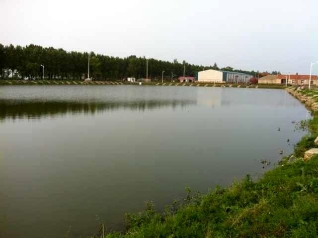 艾各庄大棚垂钓