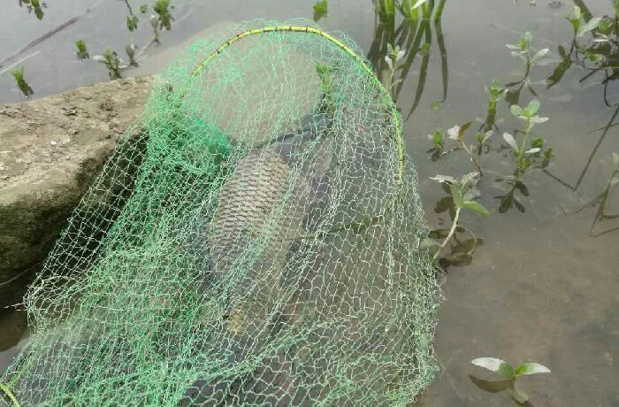 上涌村无名小河沟