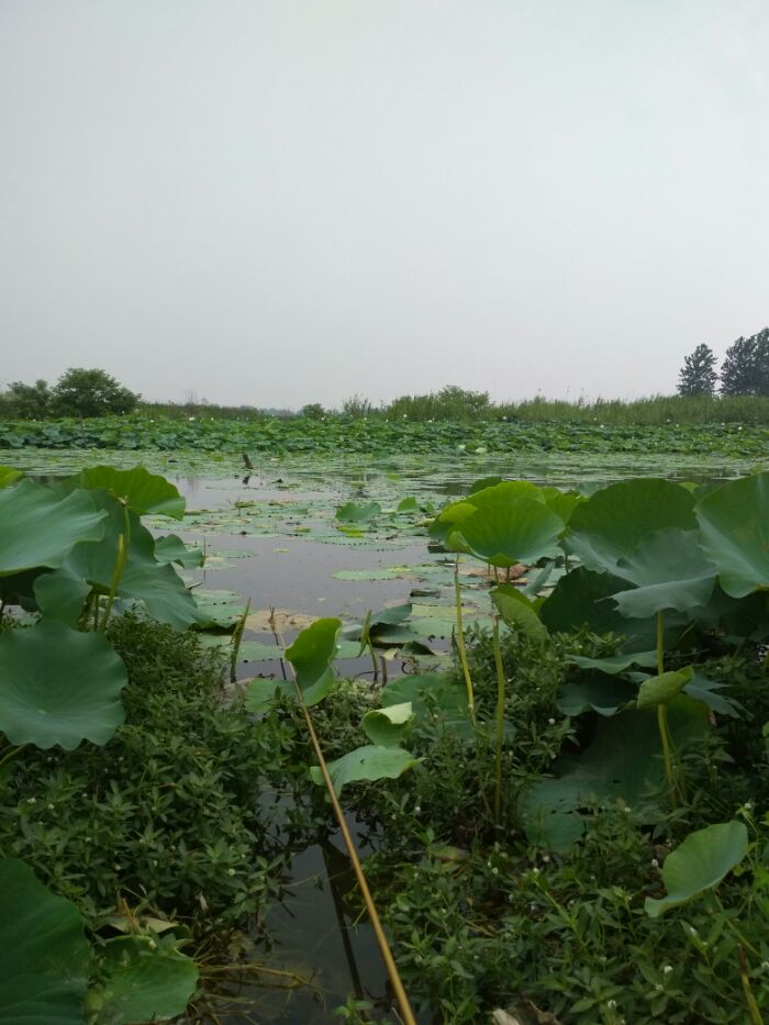 千亩葡萄园野钓