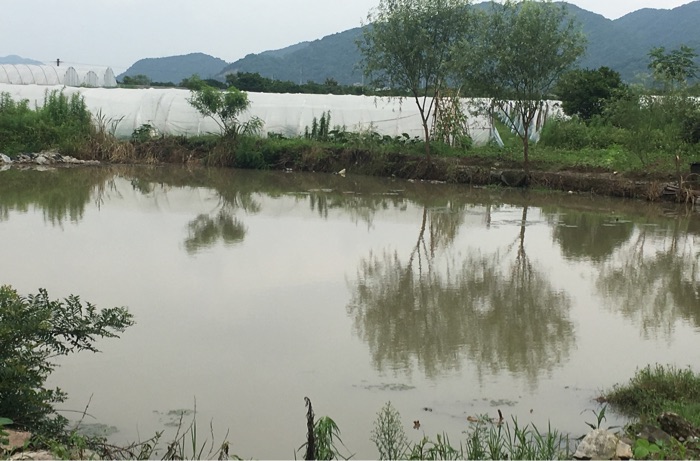 永乐村入口野糖