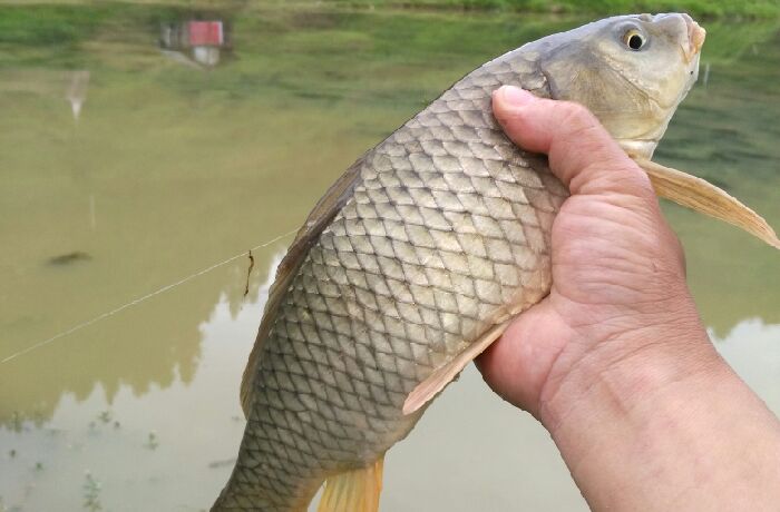 河阳乡乜隆马尾塘