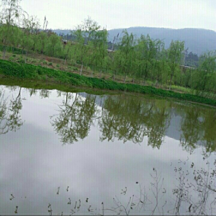 滇郡园林景观苗木基地·