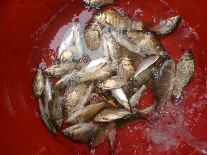 回家補上圖，就釣了怎麼多。