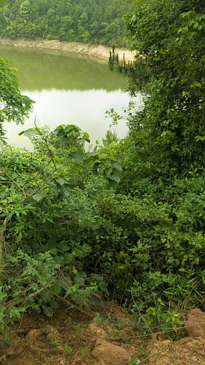 黄沙桥水库负坝那边