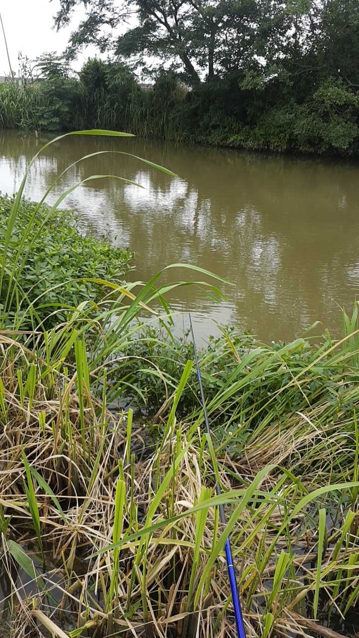 余东新群村野塘