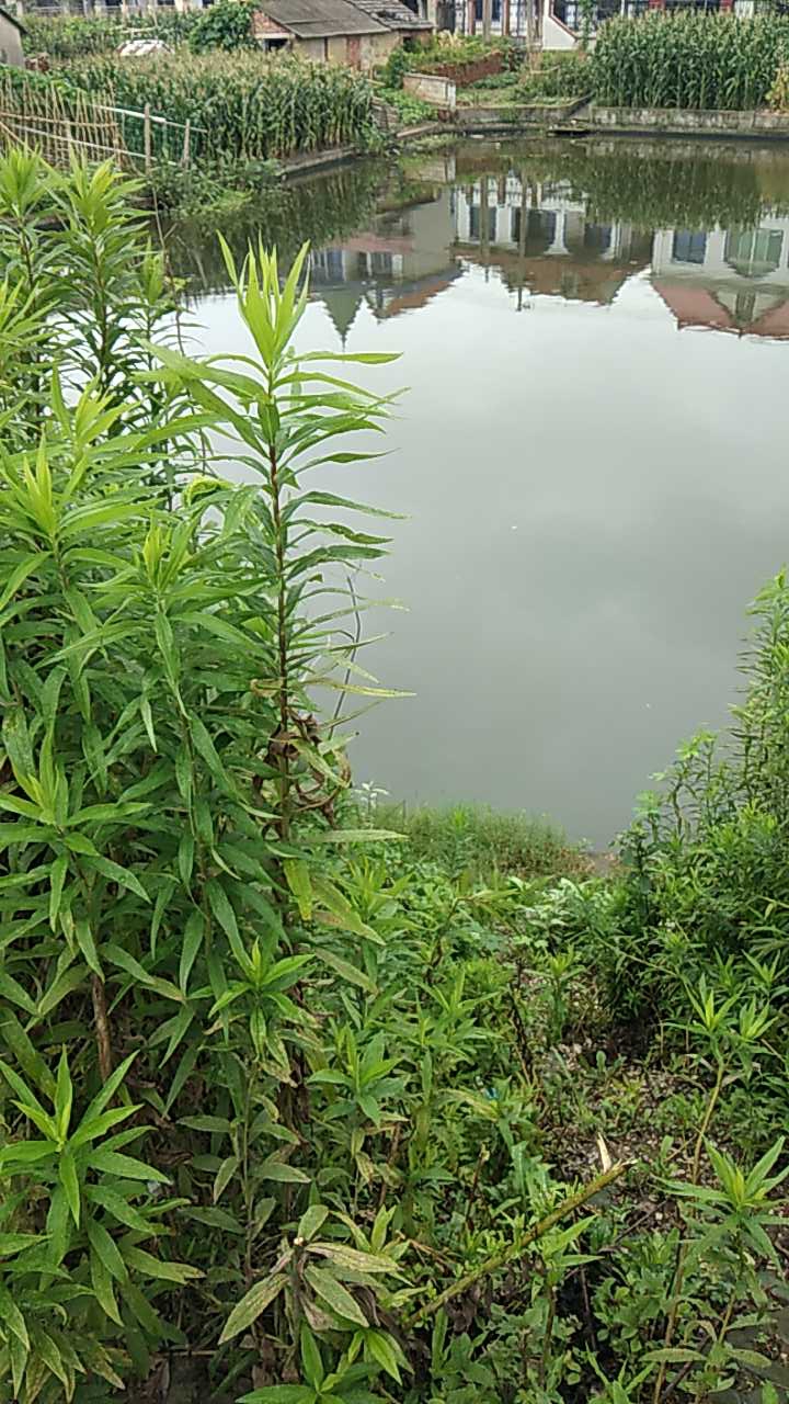 川南奉公路438号小河