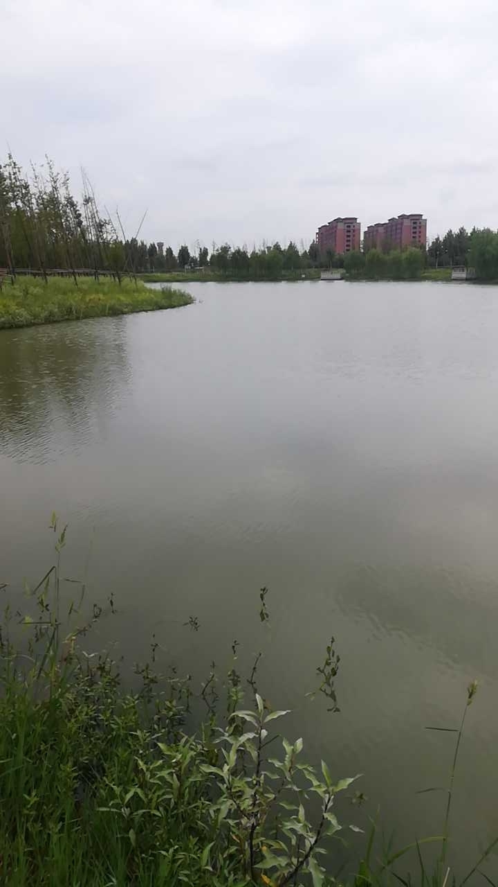 朱沥钩生态公园塘