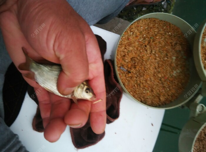 半个月没来,小鲤鱼苗都这么大了,闹个不挺。不管它,继续快抛