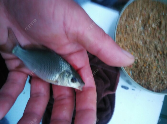 哎呀呀,连着上小鱼,我的抛竿频率完全跟不上小鱼的吃口。这是小鲤鱼苗,鱼嘴大,这种片状和细颗粒状的饵根本饱和不了鱼的吃口,看来要打窝了(用铅皮带窝)