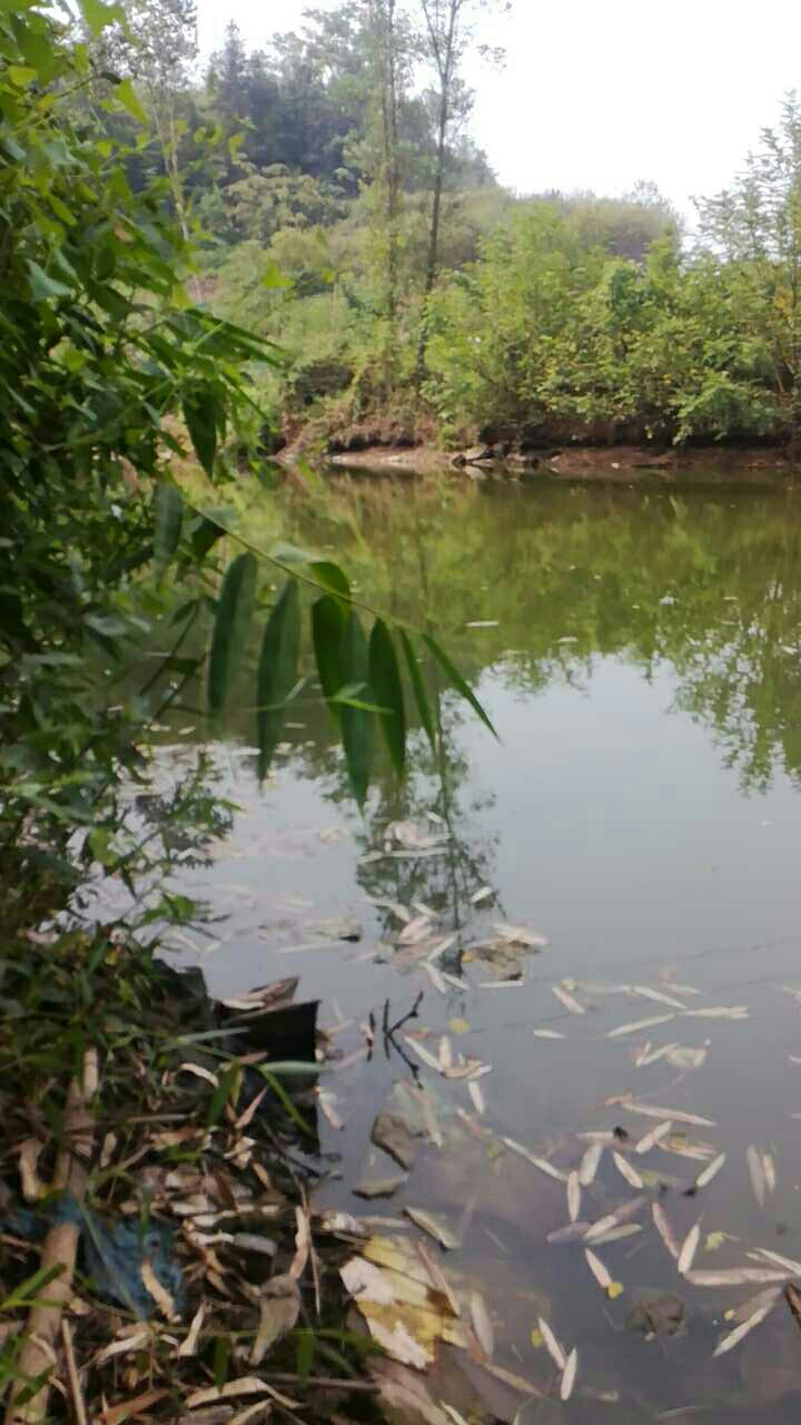 达川区映山乡河里