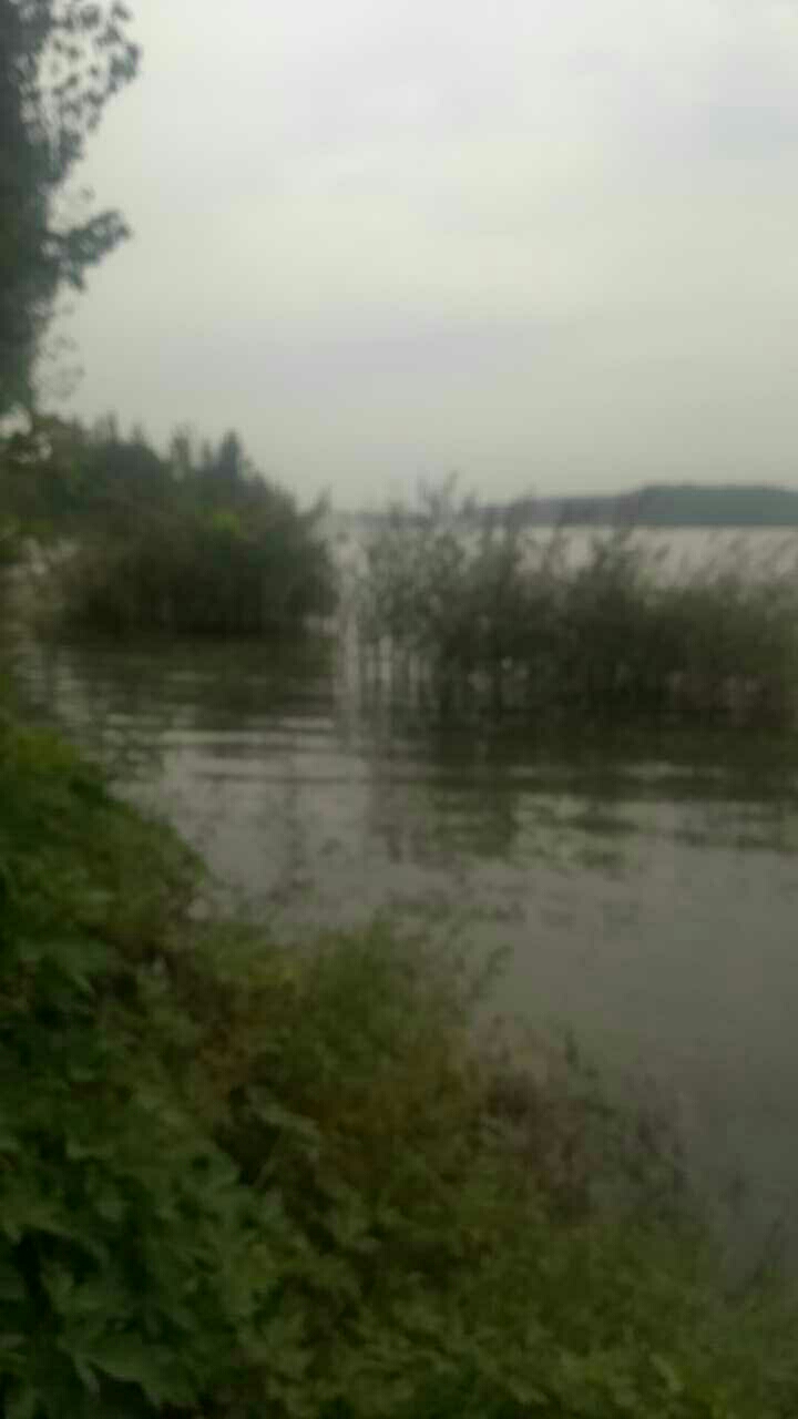 大清河南辛庄东南