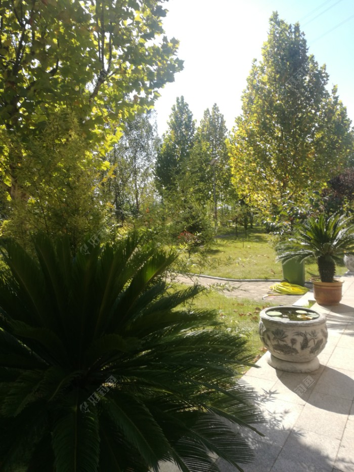 虽是深秋树木依旧是枝繁叶茂