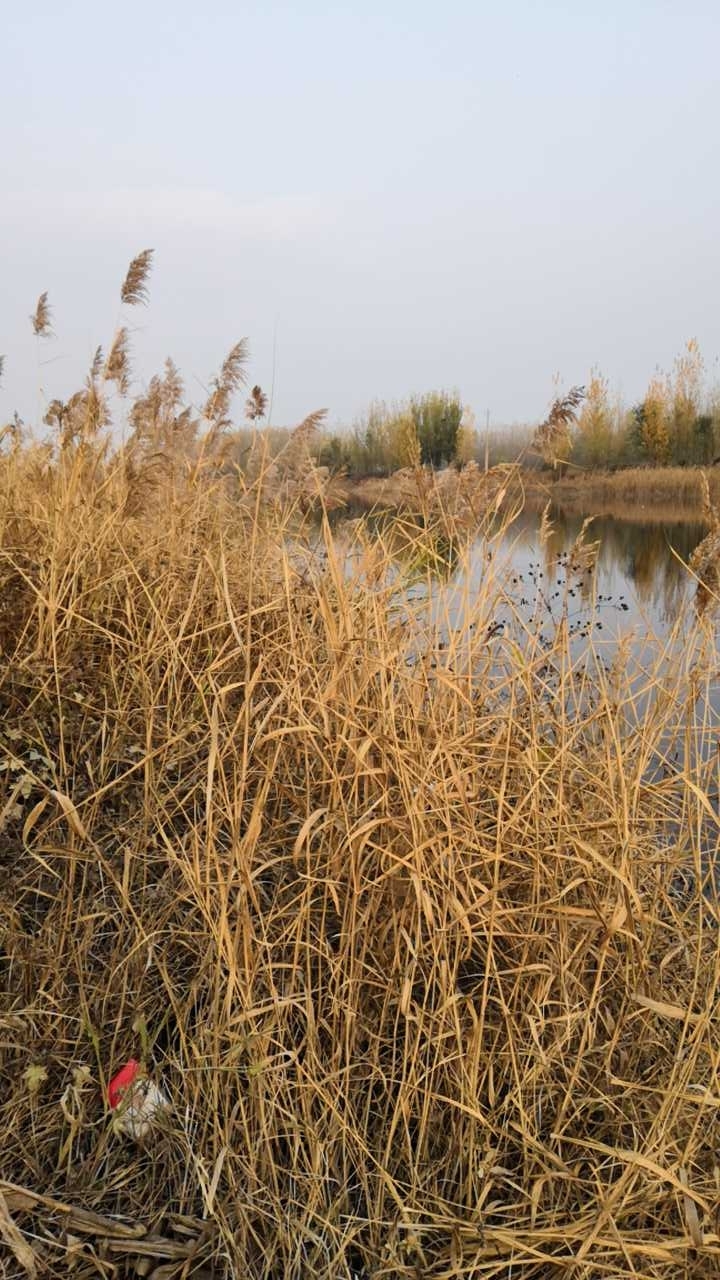 马颊河，段庄段