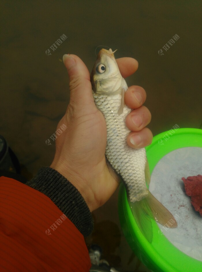 有一条小鲤鱼