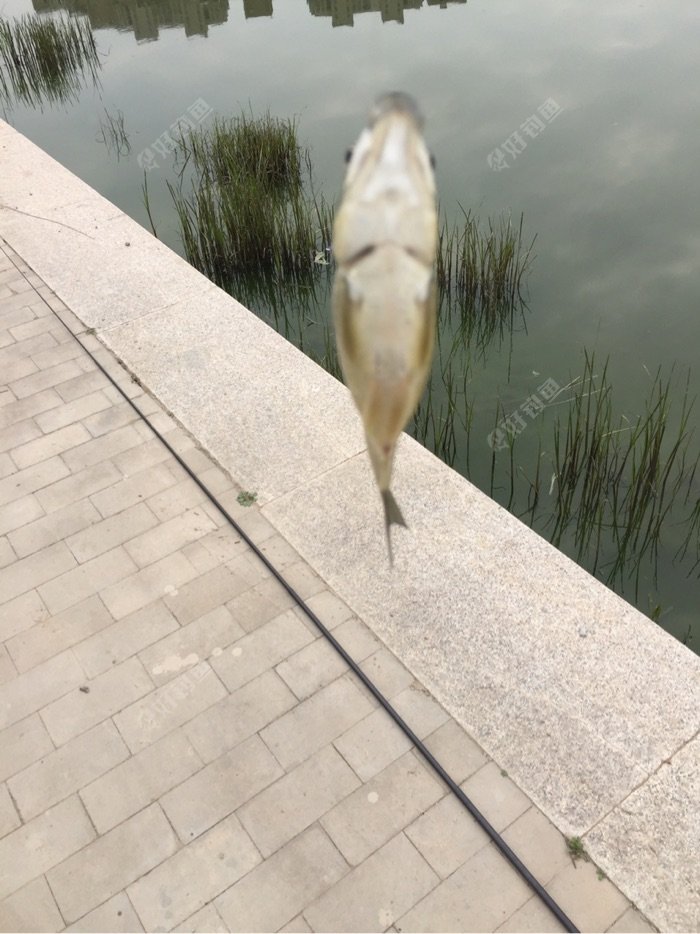老伴又钓上来一条