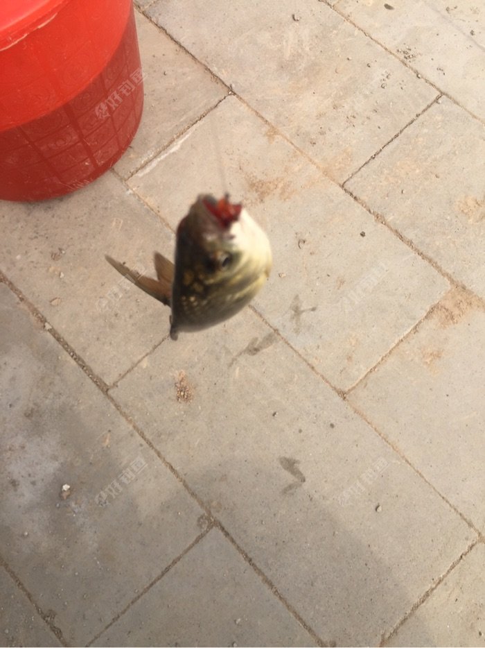 老伴紧接着钓上一条。