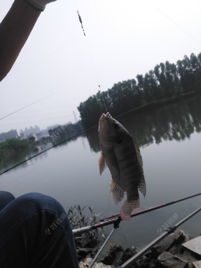 第四条鱼，我发现浮漂上下抖
