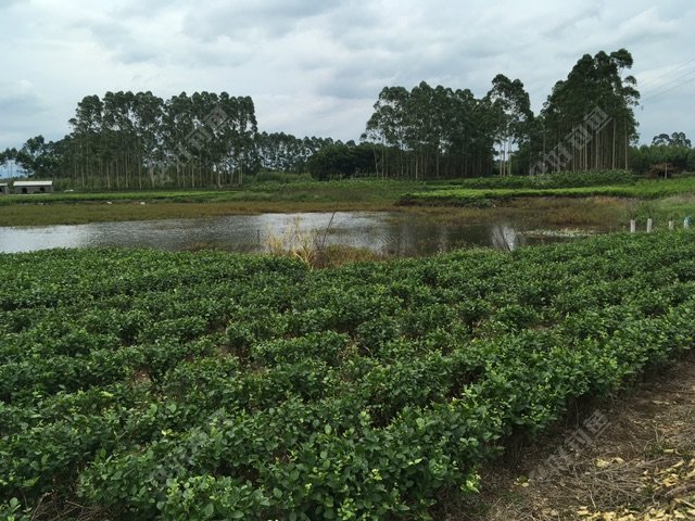 这鱼塘水深不超过一米有三分