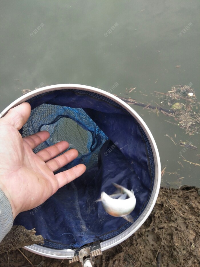 小白条准备好了吗？今日的鱼护就为你们准备的！