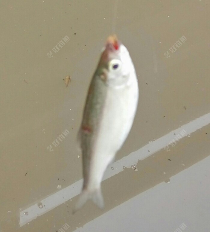 挂好虫铒再下水，刚拉动几下