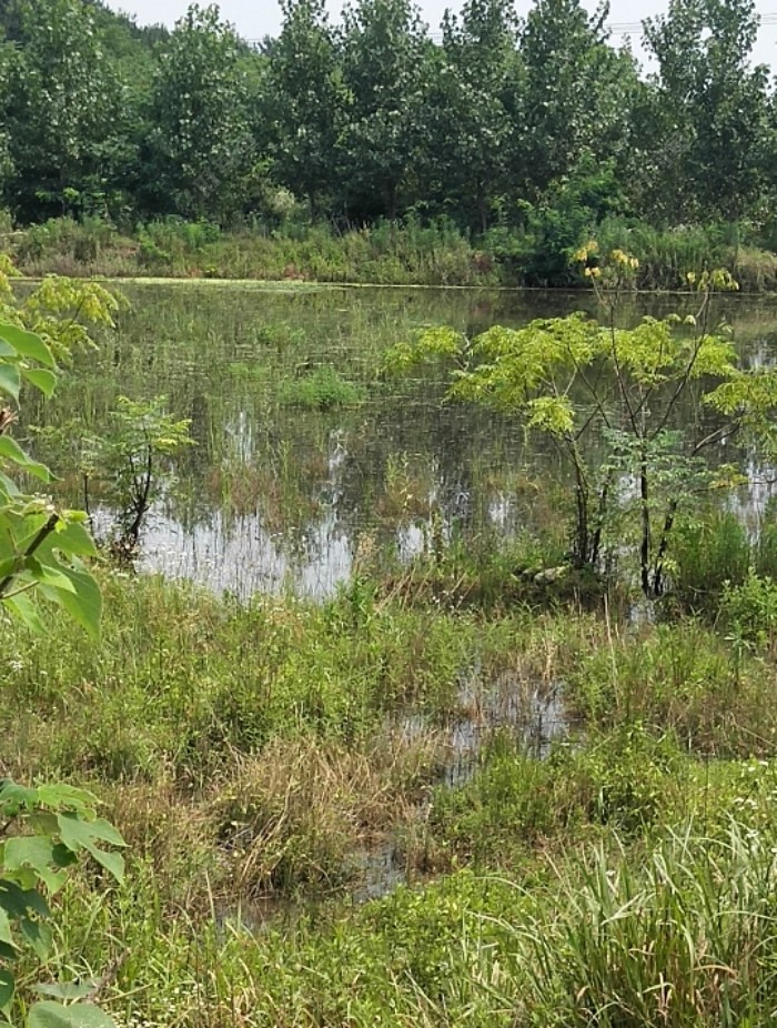 再来一张，隐约可见浅滩上有鱼儿游动…