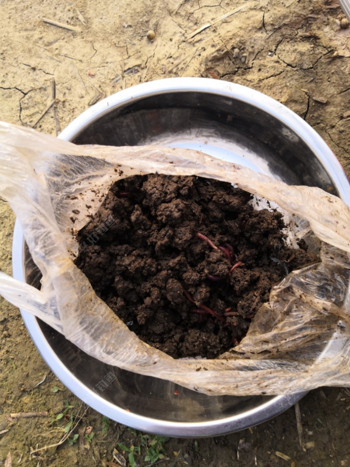 鲜活的蚯蚓，钓鱼人的最爱