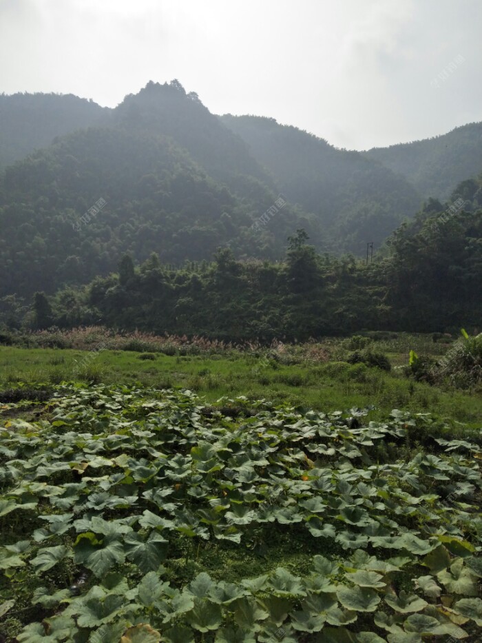 换个位置，路过这片种南瓜的位置！