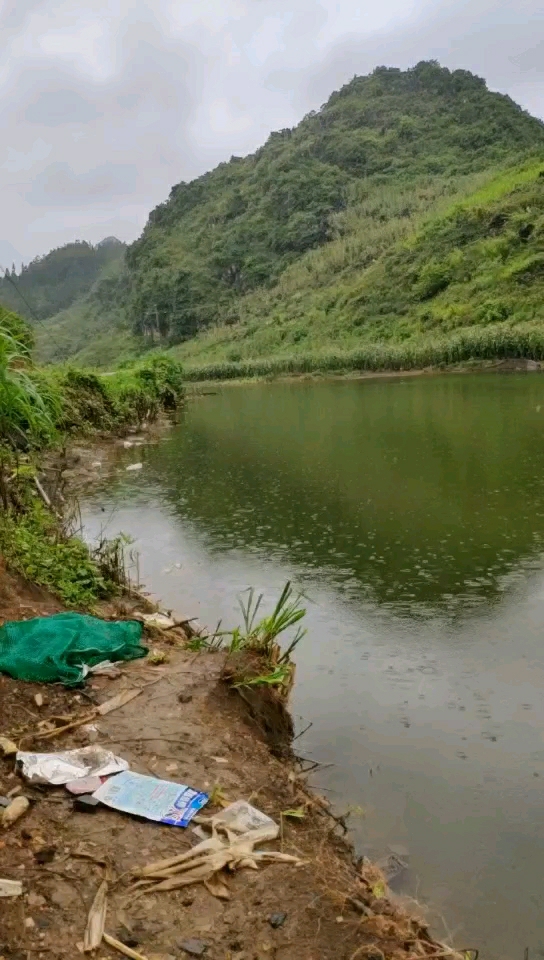 八宝百乐茶场鱼塘