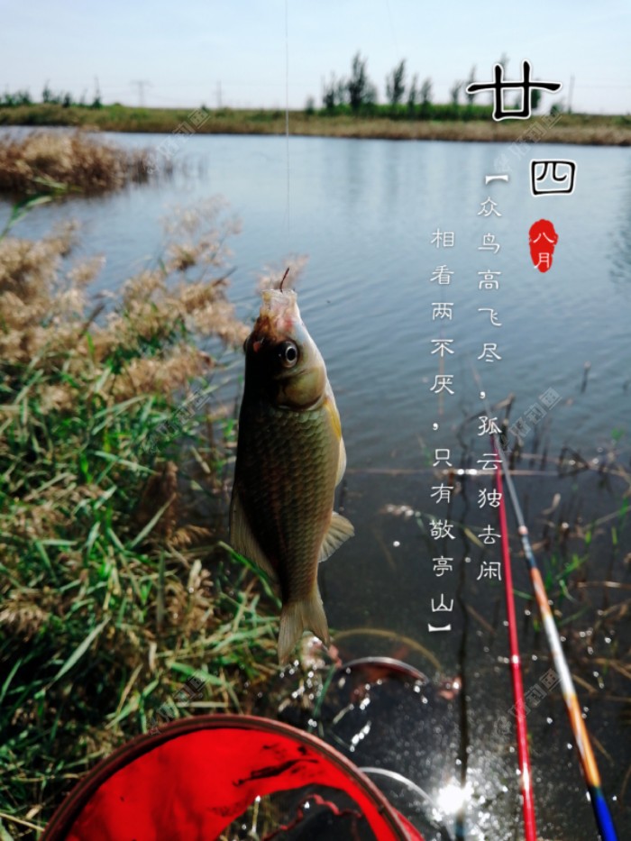 此处的鱼比老钓点要大