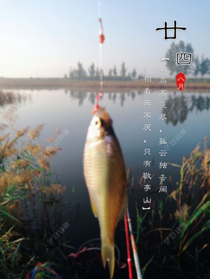 开杆收获小鳑鲏，挺稀奇！