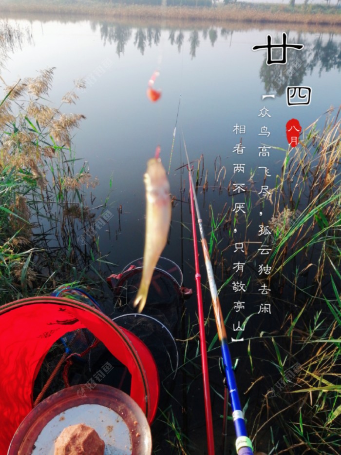 前三条惨不忍睹，小麦穗！