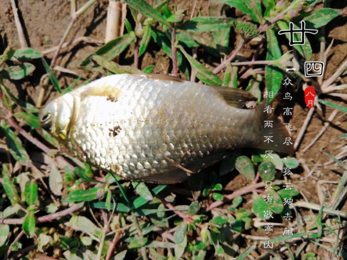 这条背很宽，是高背鲫吗？