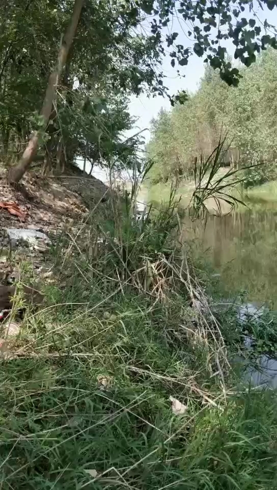 藕池河西支二机头