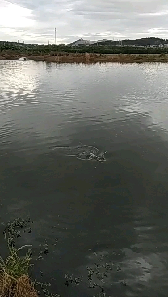 中洲梦休闲钓场