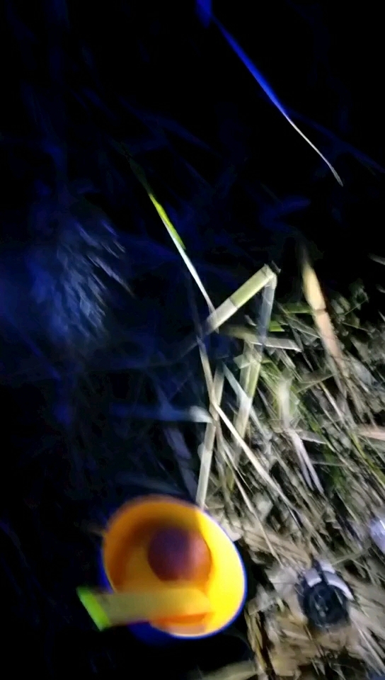 西洲村废弃荷塘