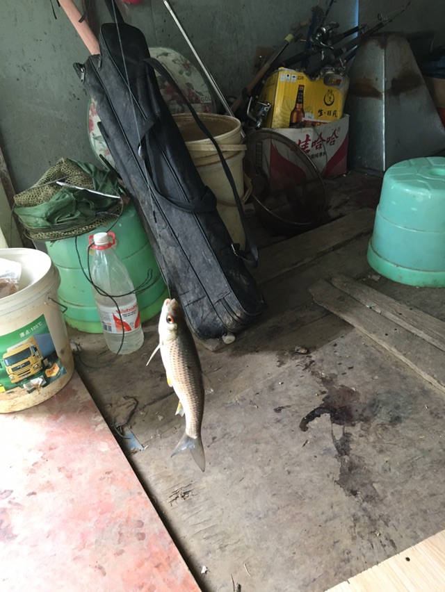 吃口比白条还要猛的赤眼争先