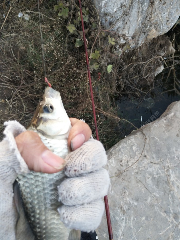 先用蚯蚓探探路，因为红虫带