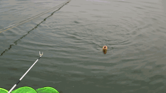 cjd0iVfK2mh9agqOTbBzvXPSV5iHo.gif