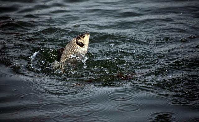 秋季自然水域鱼情好，野钓为什么频频跑鱼呢