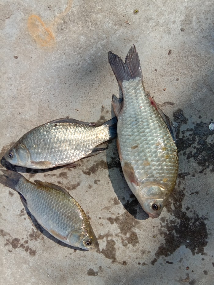 带回家的三条鲫鱼，桃园三结义