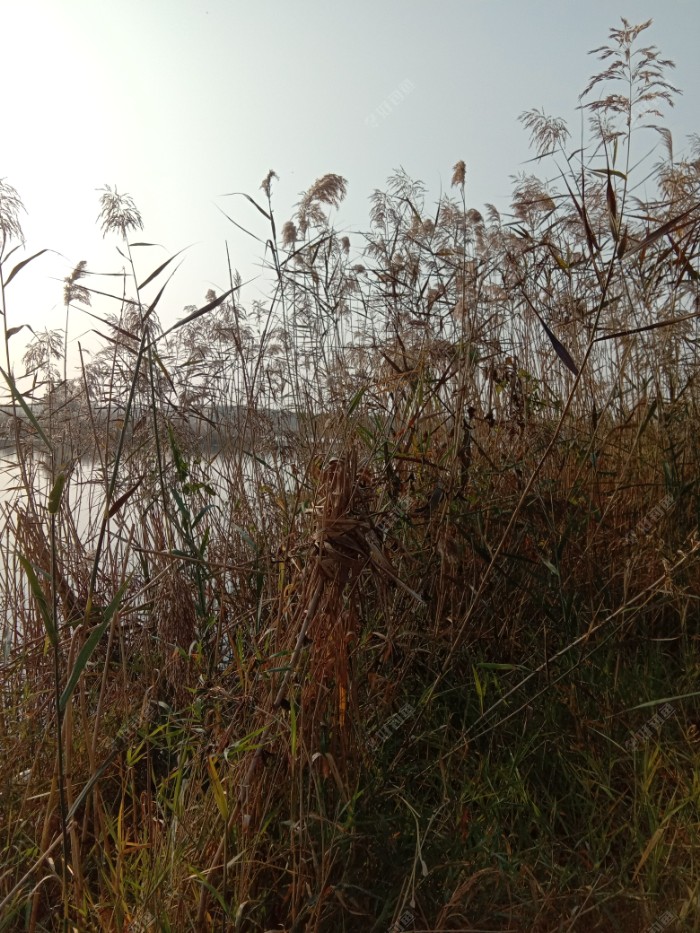 老钓位在这片芦苇右边不远处