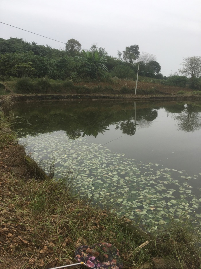 镇西川主村官彪钓场