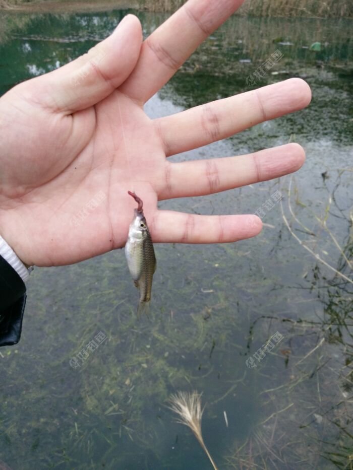 小鱼不断咬钩,随钓随放,娱乐为主.